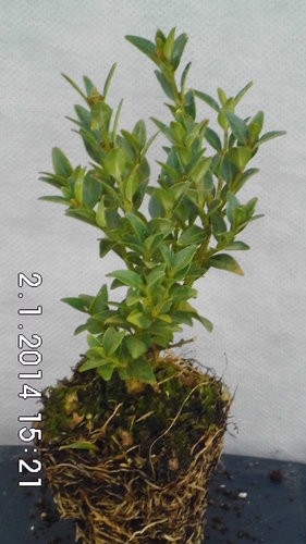 Myosotidifolia