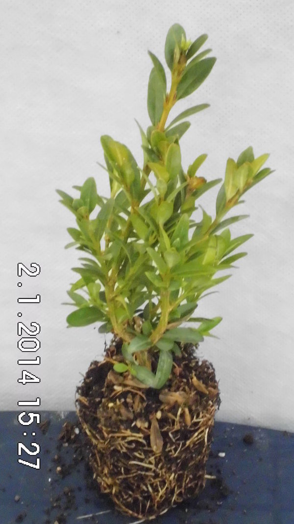 Myrtifolia